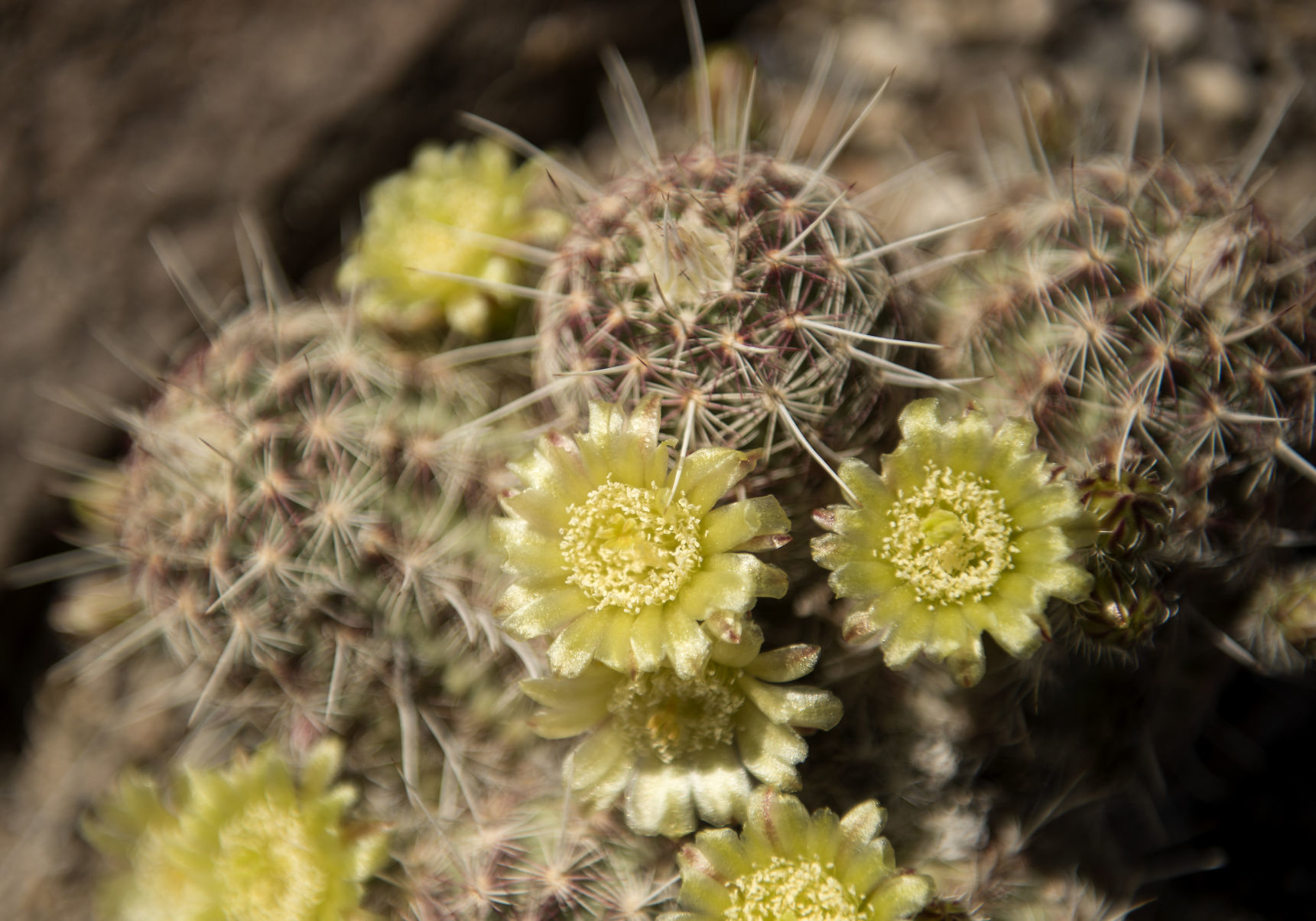Hidden gem planted in Twin Falls